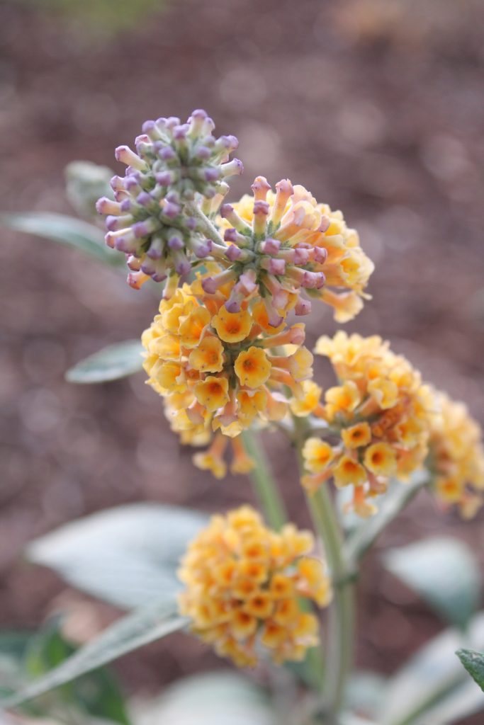 Budleja (Buddleia x weyeriana ´Sungold´) veľkosť 30+cm
