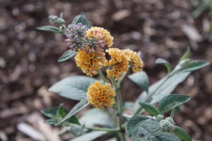Budleja (Buddleia x weyeriana ´Sungold´) veľkosť 30+cm - Image 2