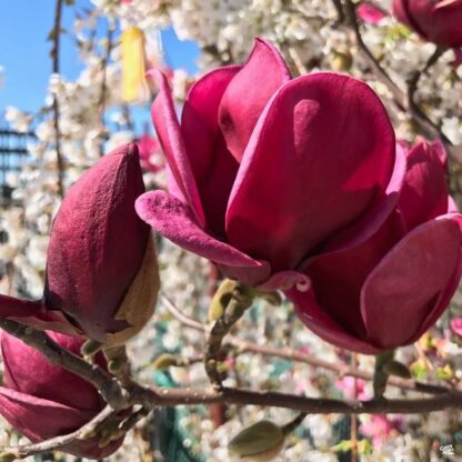 Magnólia (Magnolia ´Genie´) veľkosť 60-70cm
