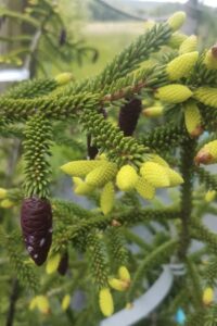 Picea orientalis ´Aureospicata´