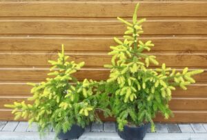 Picea omorika ´Aurea´