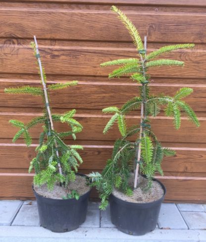 Jedľa biela (Abies alba ´Pendula´) veľkosť 50-70cm