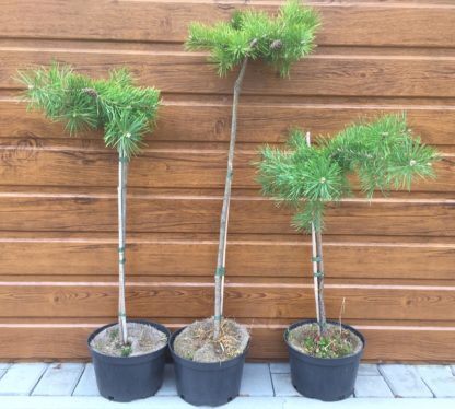 Borovica lesná (Pinus sylvestris ´Hillside Creeper´) veľkosť 55cm+