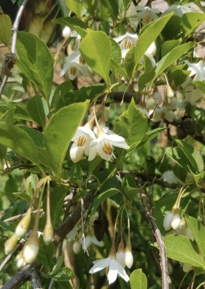 Styrax japonicus