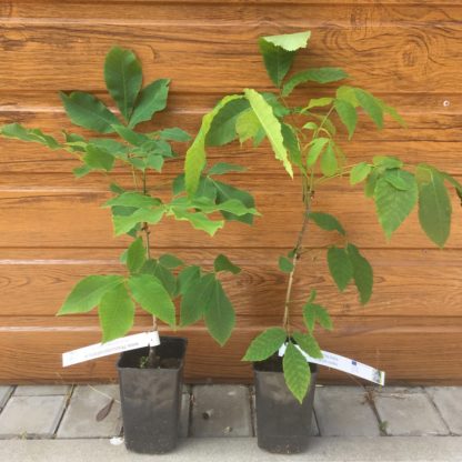 Hikória biela (Carya ovata) veľkosť 40-60cm
