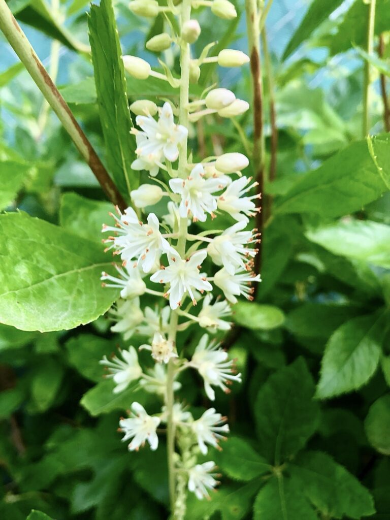 Jochovec jelšolistý Clethra alnifolia ´Hummingbird´