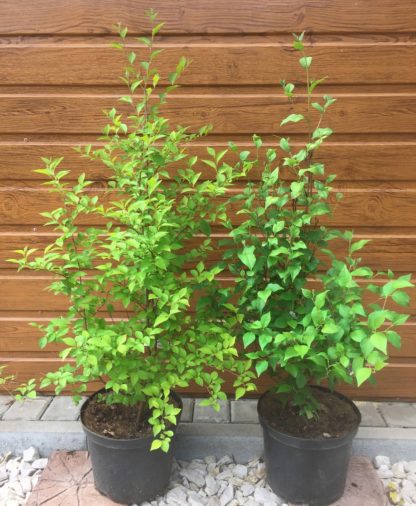 Sturač japonský (Styrax japonicus) veľkosť 90-130cm
