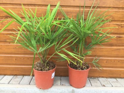 Trachycarpus fortunei – kmienik 5-10cm, celková výška 40-60cm