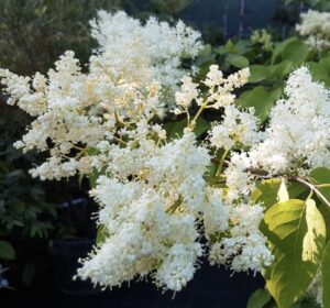 Syringa reticulata