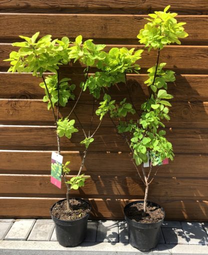Škumpa vlasatá (Cotinus coggygria ´Golden Spirit´) veľkosť 60-80cm