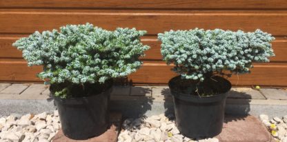 Jedľa korejská (Abies koreana ´Bonanza´) veľkosť 35cm+