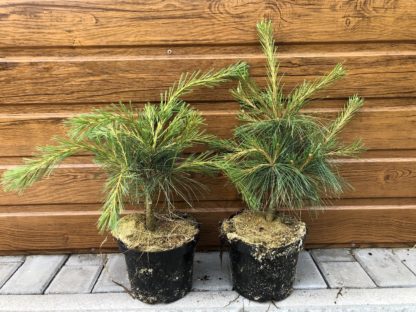 Borovica hladká (Pinus strobus ´Niagara Falls´) veľkosť 35-50cm