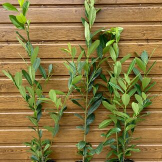 Vavrínovec lekársky (Prunus laurocerasus ´Elly´) veľkosť 90-130cm