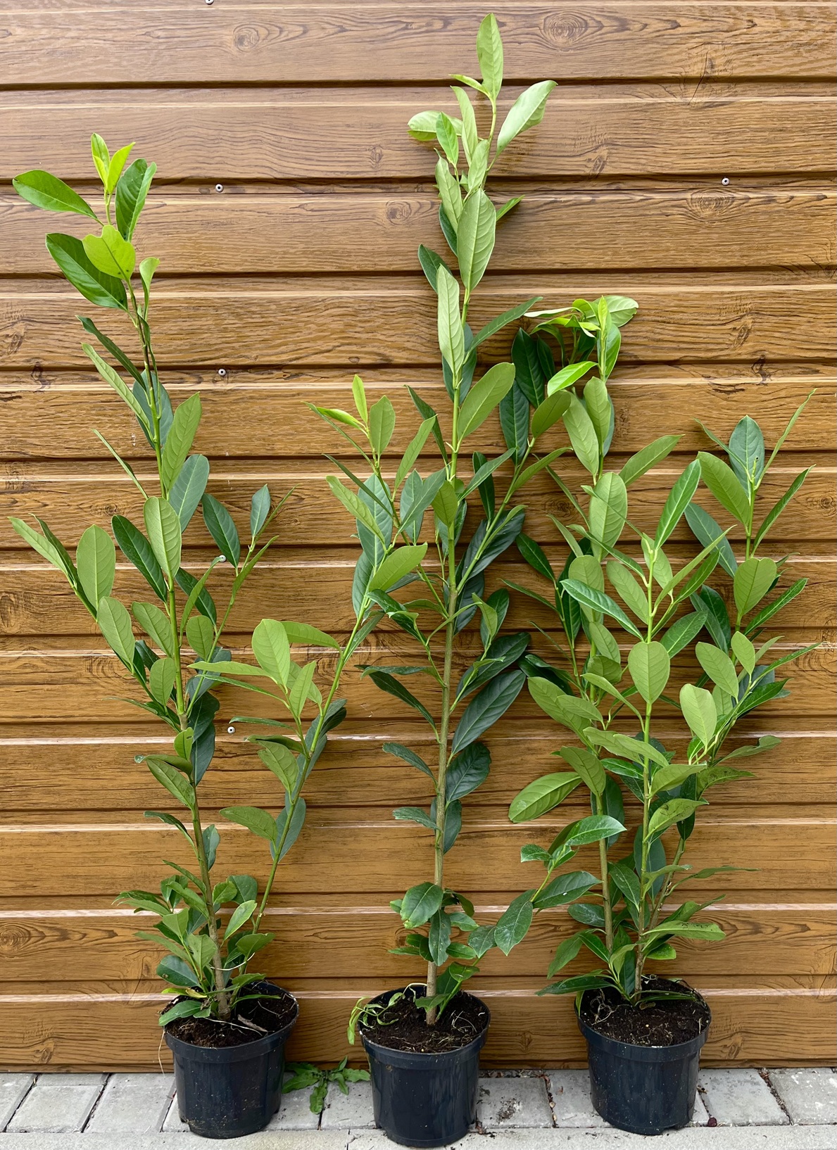 Vavrínovec lekársky (Prunus laurocerasus ´Elly´) veľkosť 90-130cm