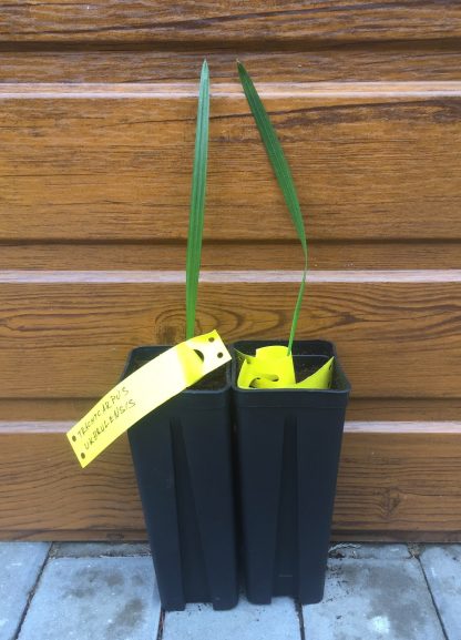 Trachycarpus ukhrulensis – celková výška 10+cm