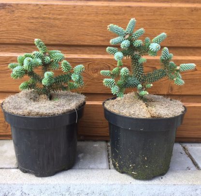 Jedľa španielska (Abies pinsapo ´Marokko´) veľkosť 20cm