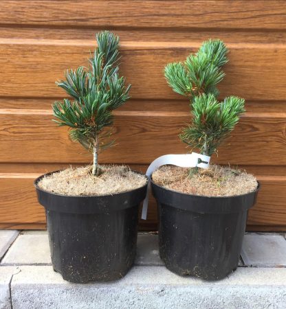 Borovica málokvetá (Pinus parviflora ´Fukai´) veľkosť 20-30cm
