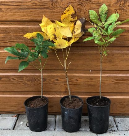 Pekanový orech (Carya illinoinensis) veľkosť 25-60cm