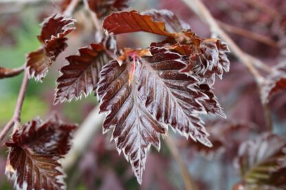 Buk lesný (Fagus sylvatica ´Rohan weeping´) veľkosť 20-40cm - Image 2