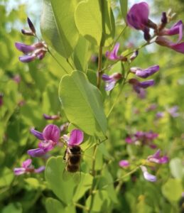 Lespedeza bicolor ´Summer Beauty´