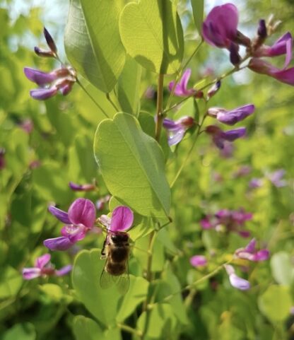 Lespedeza bicolor ´Summer Beauty´