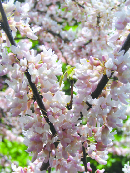 Judášovec kanadský (Cercis canadensis ´Pauline Lily´) veľkosť 160-190cm - Image 2