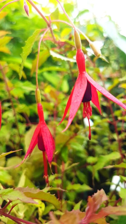 Fuksia čílska (Fuchsia magellanica Gracilis) veľkosť 20-40cm