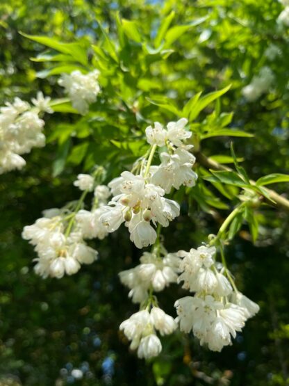 Klokoč celoplodý (Staphylea holocarpa) veľkosť 180-220cm