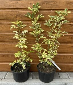 Sambucus nigra ´Madona´