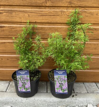 Syringa protolaciniata