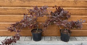 Fagus sylvatica ´Rohan weeping´