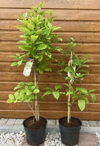 Chionanthus virginicus