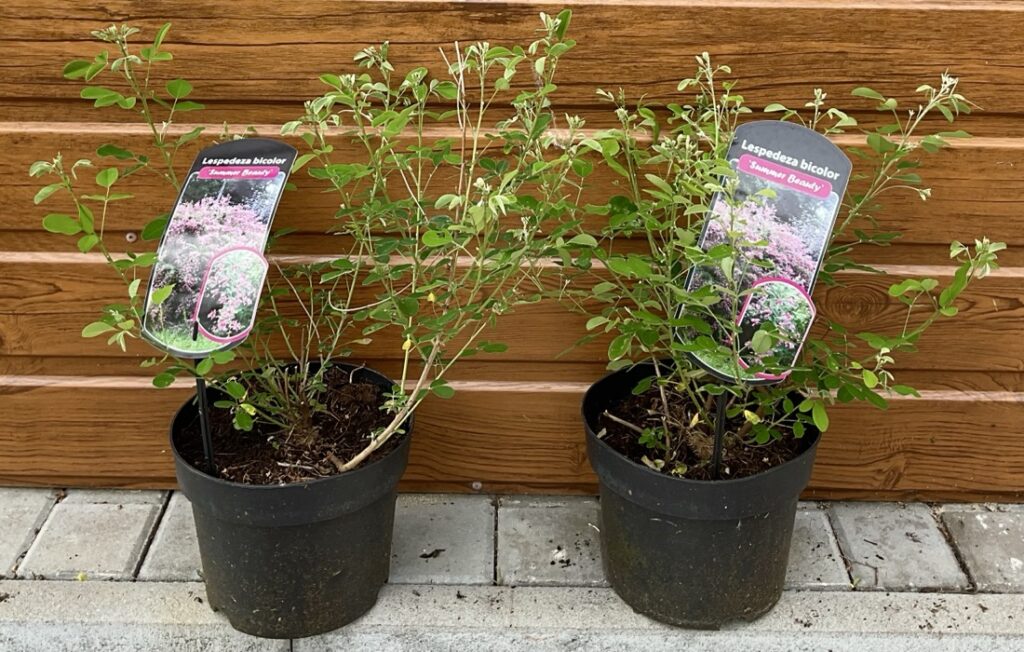Lespedeza bicolor ´Summer Beauty´