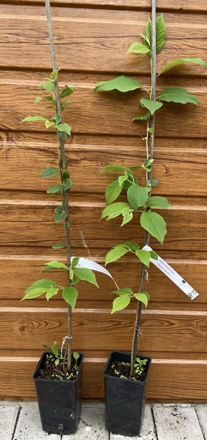 Halesia carolina