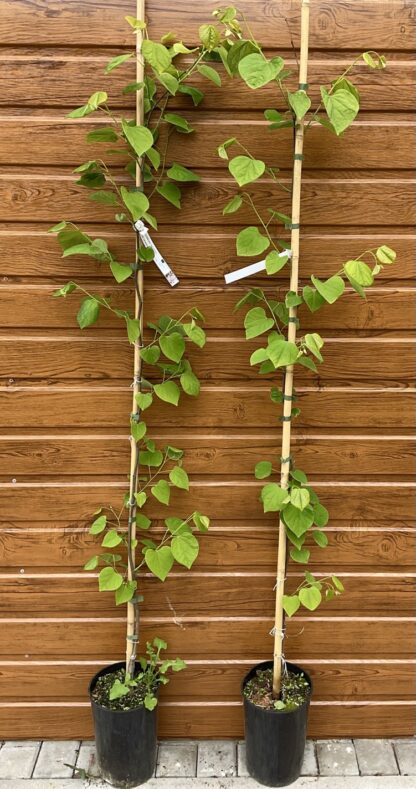 Cercis canadensis ´Pauline Lily´