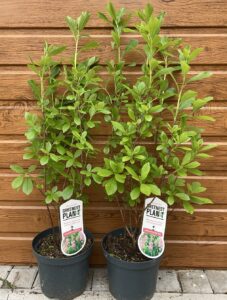 Clethra alnifolia ´Ruby Spice´