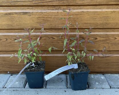 Fuchsia magellanica Gracilis