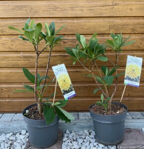 Edgeworthia chrysantha