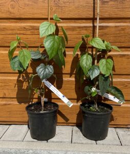 Schizophragma hydrangeoides ´Moonlight´
