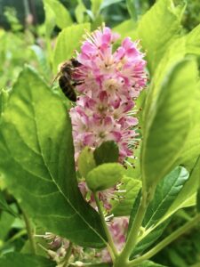 Jochovec jelšolistý Clethra alnifolia ´Ruby Spice´