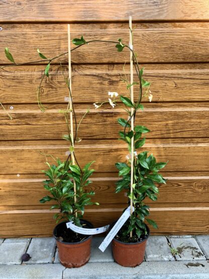 Jazmín konfederačný Trachelospermum jasminoides ´Star of Sicily´
