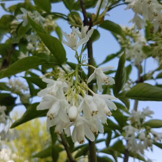 Klokoč kavkazský (Staphylea colchica) veľkosť 160-200cm