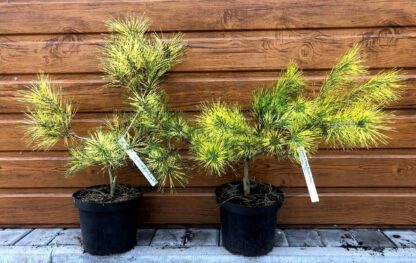 Borovica hustokvetá (Pinus densiflora ´Golden Ghost´) veľkosť 50-70cm