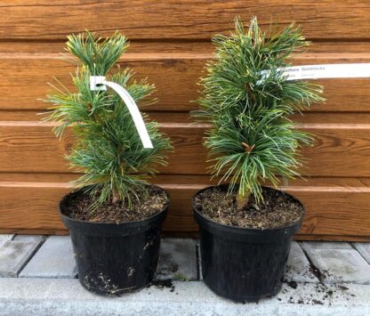 Borovica málokvetá (Pinus parviflora ´Goldilocks´) veľkosť 40-50cm