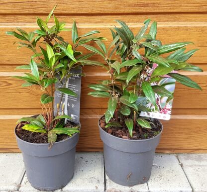 Mäsoplodka nízká (Sarcococca humilis ´Winter Gem´) veľkosť 20-30cm