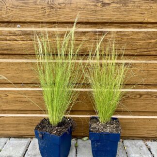 Kavyľ perovitý (Stipa tenuissima ´Ponytails´)