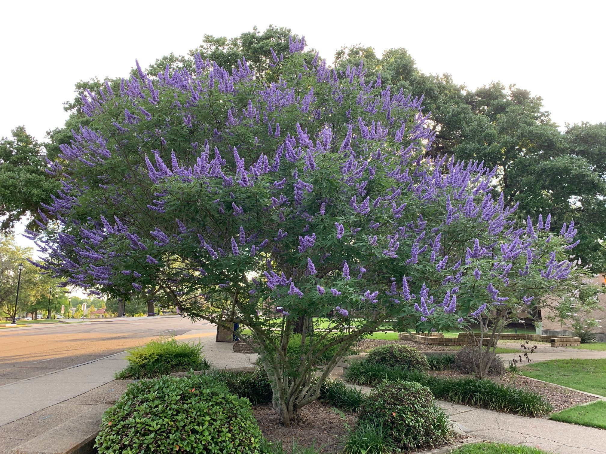 Vitex jahňací – stredomorský poklad pre záhrady aj včely