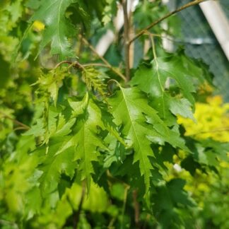 Betula pendula ´Laciniata´