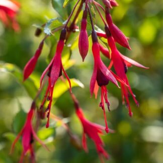 Fuksia