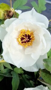 Paeonia suffruticosa